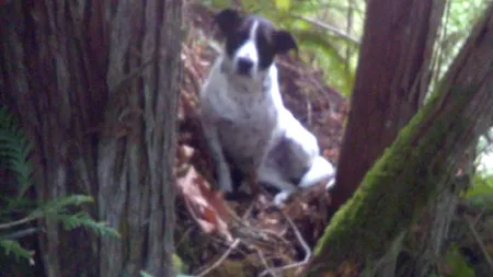 Cel mai bun prieten al omului și dincolo de moarte. Cățelușul fidel a stat lipit de trupul neînsuflețit al stăpânului, până la venirea autorităților