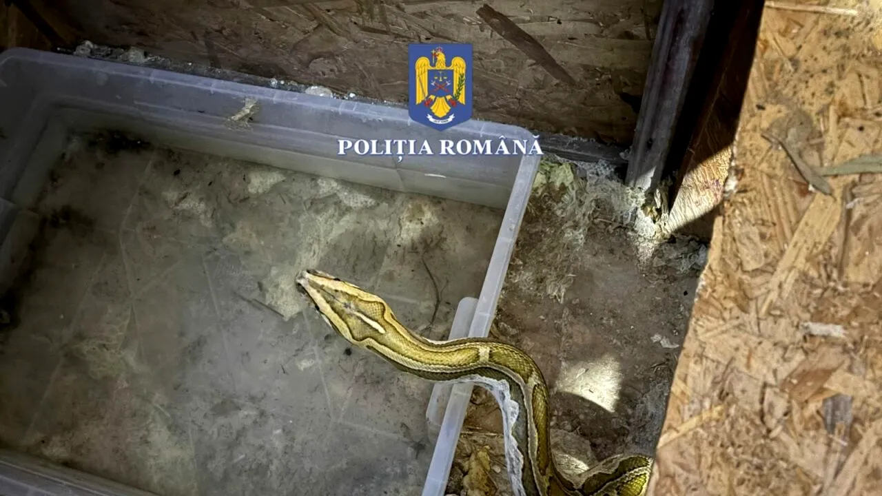 Percheziții la locuința unui bărbat care creștea șerpi, care erau hrăniți cu animale vii