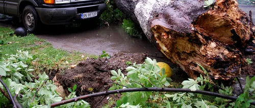 Furtuna a făcut ravagii în București: doi răniți, 146 copaci căzuți și 85 de mașini avariate