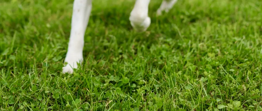 Cea mai SIMPLĂ metodă prin care scapi de părul de animale de pe haine și din casă. Te costă doar 5 lei