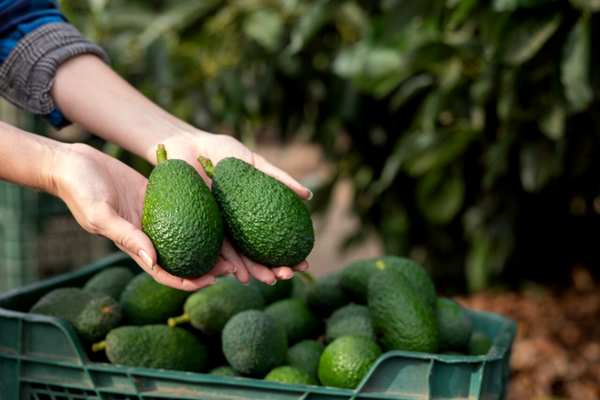 Avocado. Sursa Foto - Shutterstock 