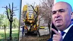 Bani aruncați pe fereastră în fieful lui Bolojan. Primăria Oradea a cheltuit zeci de mii de lei pe mutarea a 15 arbori, dintre care a rezistat unul singur