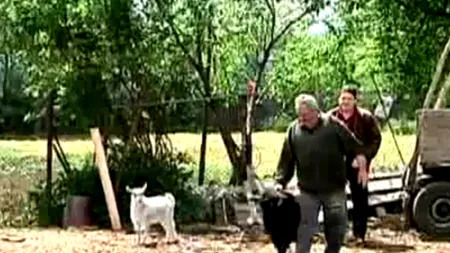 O haită de câini sălbatici a sfâșiat peste 100 de animale în Neamț