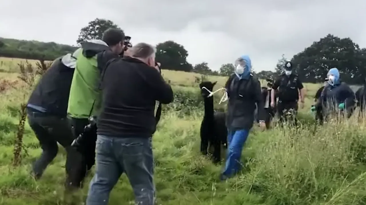 VIDEO. Nemulțumiri în Anglia după ce o alpaca a fost ridicată de autorități pentru a fi eutanasiată. Povestea lui Geronimo