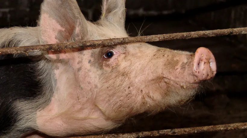 PESTA PORCINĂ a scăpat de sub control. Număr record de porci sacrificați la cea mai mare FERMĂ din România
