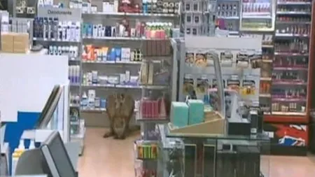 VIDEO. Ce au găsit agenții de securitate în farmacia unui aeroport. 