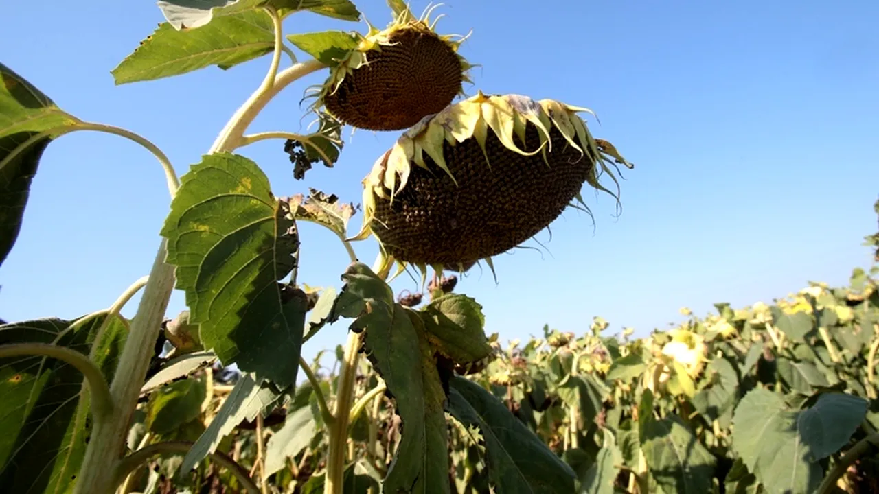 Avertismentul Ministerului Agriculturii: Producția de floarea-soarelui nu va mai fi profitabilă din 2013. La ce alte culturi vor exista probleme