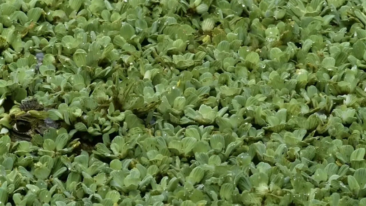 Test IQ | Găsiți aligatorul ascuns în această iluzie optică