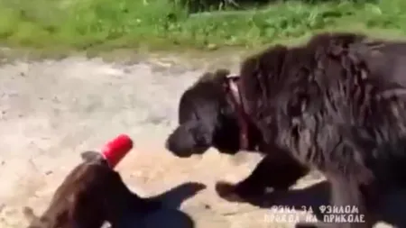 Cum a devenit acest câine vedetă pe Internet. Clipul în care apare a adunat 1,1 milioane de vizualizări