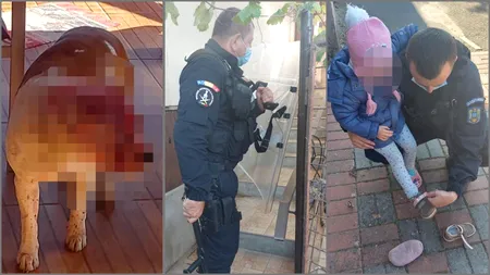 O fetiță și bunicii săi din Arad, atacați de cei doi câini amstaff ai familiei. Imagini de la intervenția jandarmilor (VIDEO)