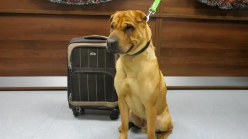 Un câine a fost găsit într-o gară din Scoția, cu o valiză lângă el. Ce se afla în ea