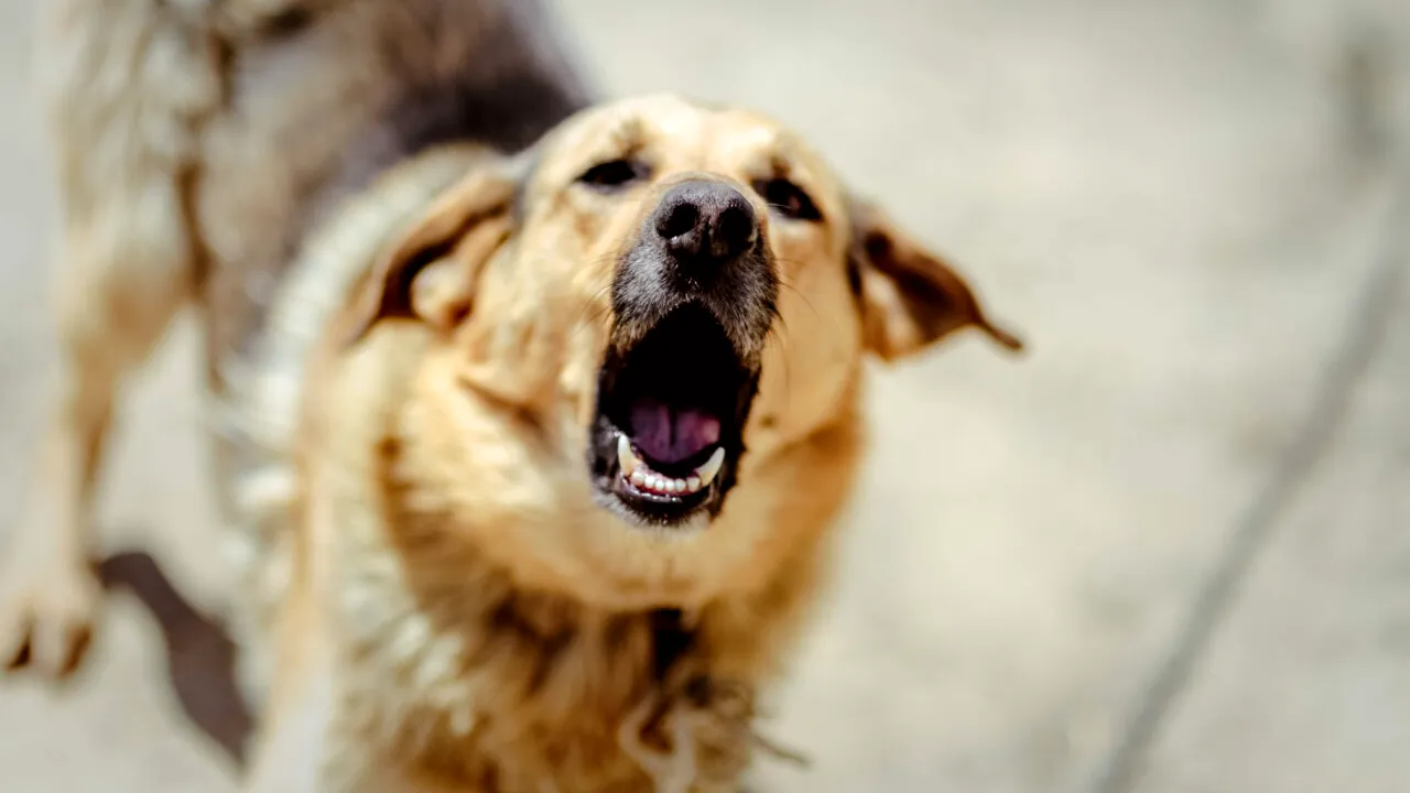 Copil de 7 ani, ATACAT de câinele familiei. Băiatul a ajuns la spital cu răni grave la scalp și mâini