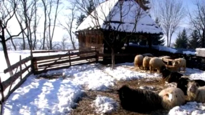 CRIMĂ la o stână din Vrancea. Un cioban și-a ucis în bătaie concubina, iar polițiștii au aflat deja care a fost motivul