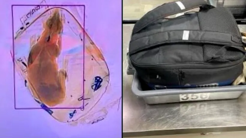 Agenții de Securitate de pe un aeroport din Wisconsin au descoperit un câine într-un bagaj, după ce luna trecută au găsit o pisică vie într-o valiză