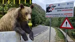 Lege de protecție a urșilor și a oamenilor, propusă de doi deputați ai PSD: „Ursul nu e jucărie – păstrează distanța, respectă natura”