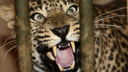 Motivul neobișnuit pentru care 100 de școli din India au fost închise