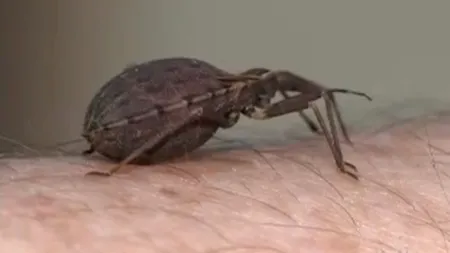 Experții avertizează: insectele pot transmite o boală considerată 
