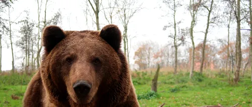 Urs mort, descoperit în curtea unui localnic din județul Hunedoara