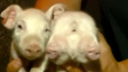 VIDEO. Purcelul cu două capete dintr-o gospodărie din Constanța, al doilea caz semnalat în întreaga lume