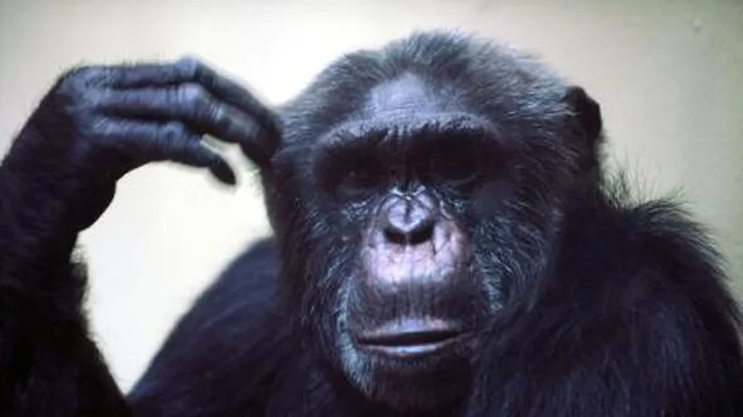 A fost nevoie de decizia unui tribunal din New York pentru a ''afla'' asta despre cimpanzei