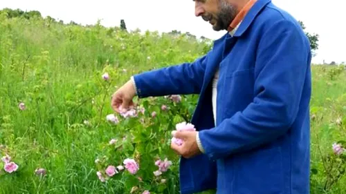 Românul care îi învață pe străini să facă dulceață de trandafiri