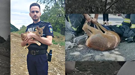VIDEO | Operațiunea „Bambi”. Cum a ajuns să se ascundă într-o scară de bloc o căprioară speriată. A fost eliberată în pădure de către pompieri