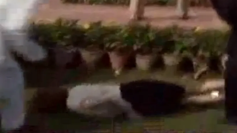 Premierul australian a căzut pe iarbă, în timpul unei vizite în India - VIDEO