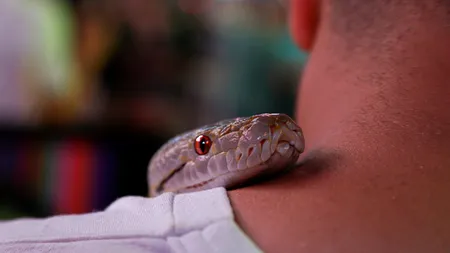 O femeie trădată în dragoste a pus la care un plan viclean de a-și ucide soțul. VENINUL de șarpe i-a fost fatal