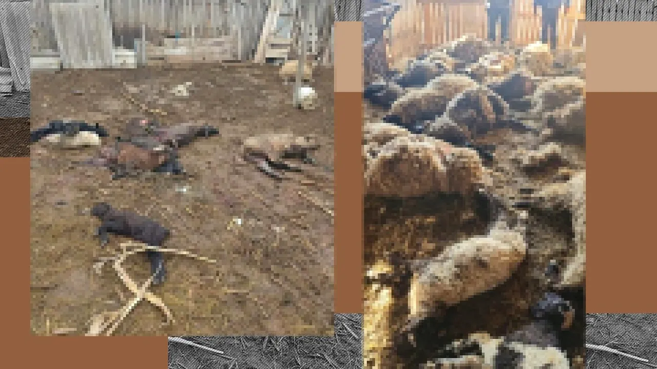 Doljenii se mobilizează pentru a-l ajuta pe ciobanul ale cărui oi au fost UCISE de şacali