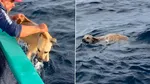 Un câine a fost salvat de pescari din mijlocul oceanului, după ce a înotat aproape o milă
