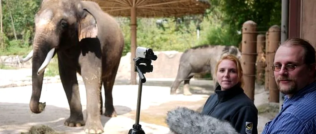 VIDEO: Elefantul care vorbește limba coreeană. Oamenii au înțeles cuvintele
