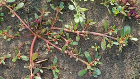 PLANTA miraculoasă pe care românii o văd drept o „buruiană”. Este o adevărată comoară pentru sănătate. Străinii plătesc bani grei să o cumpere