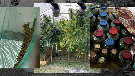 VIDEO | „Comoara” ilegală de lângă cimitir. Droguri de risc, cultivate într-o seră din Dâmbovița.  Captură de cannabis, ecstasy, hașiș și 