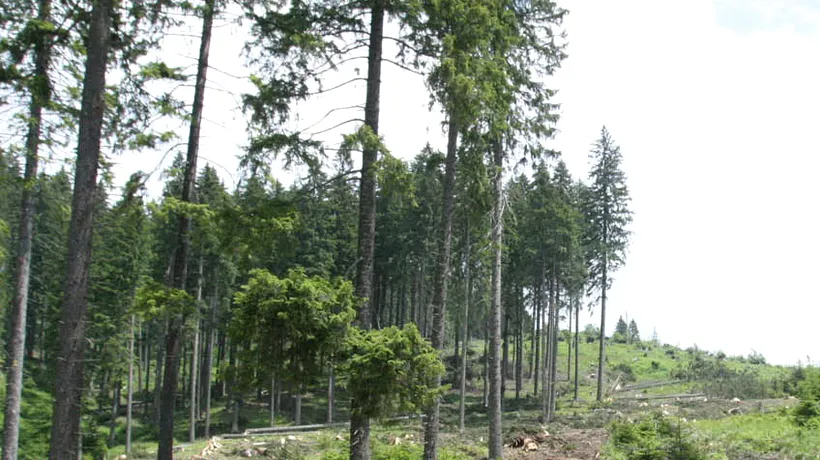 Pădurile rămân la Ministerul Mediului. Ponta: m-au convins organizațiile de mediu