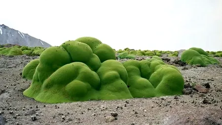 Inhabitat.com: Fotografia care prezintă unul dintre cele mai vechi organisme de pe Terra