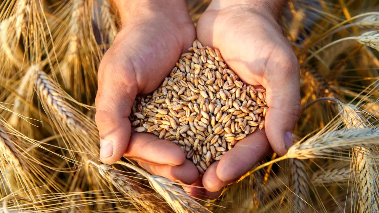 CONCEPȚIE. Unii analiștii susțin că ar fi îndeajuns de mult grâu în piață