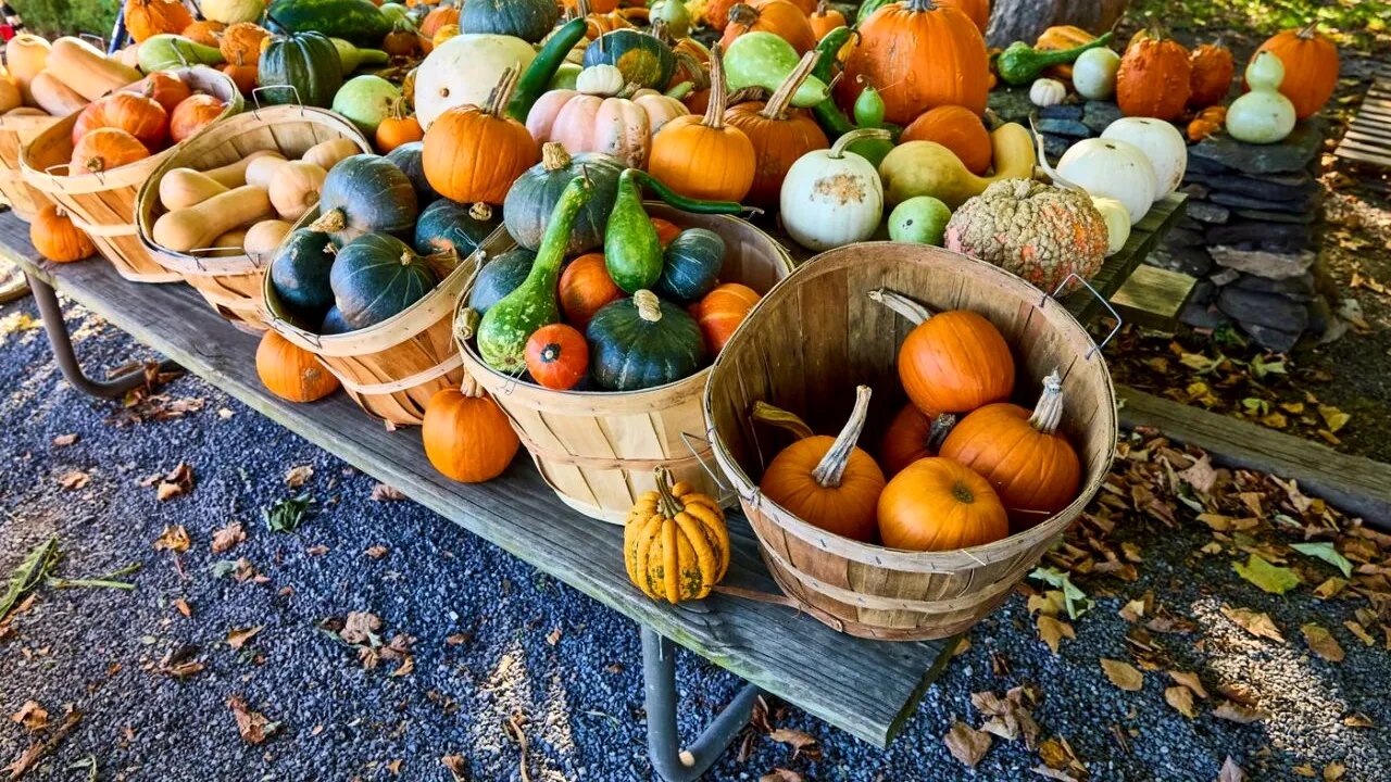 Îngrășământul BIO de care ai nevoie pentru a cultiva dovlecei de grădină cât mai mari și mai delicioși