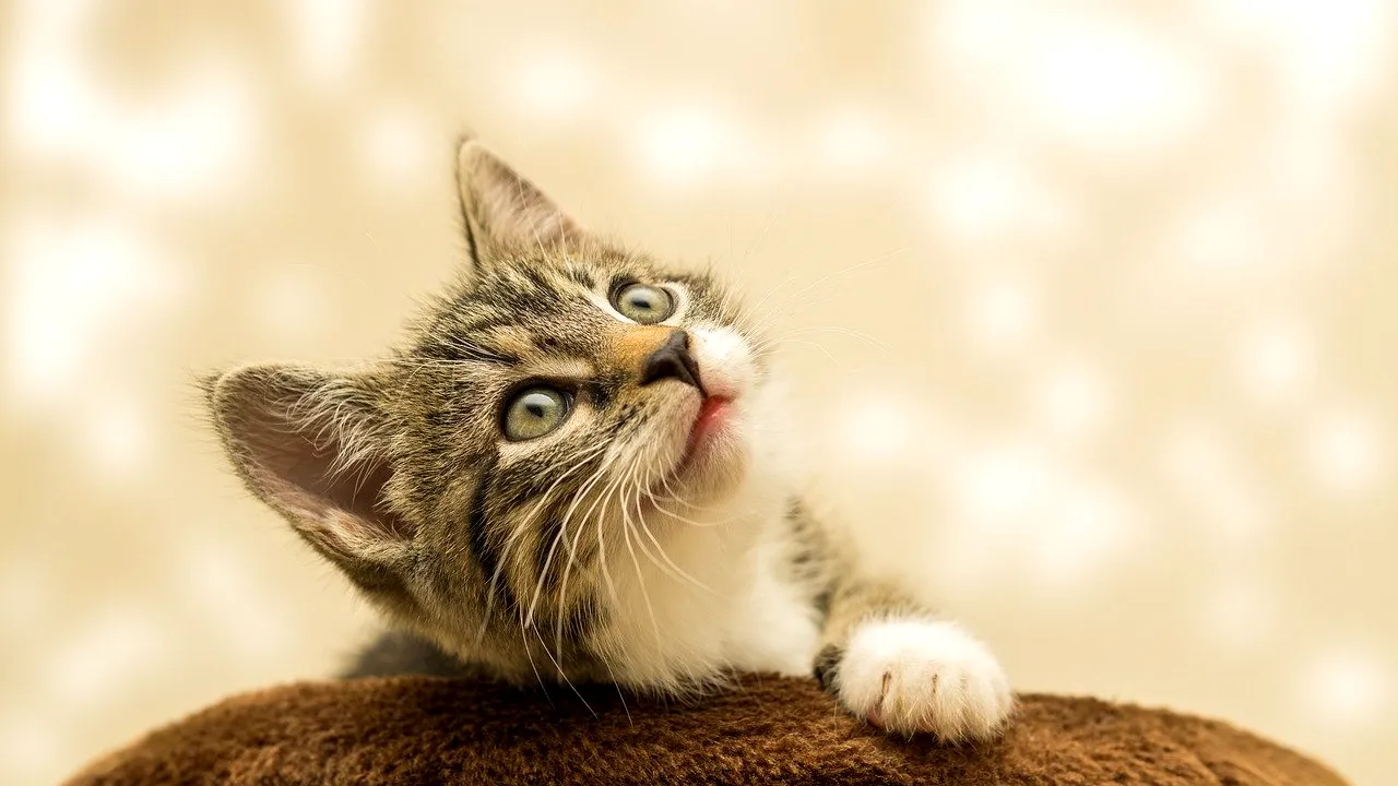 Mobilizare a clujenilor pentru salvarea unei pisici, după ce au fost refuzați de pompieri: „Au zis că iese singură”