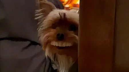 HAZLIU. Imagini nostime cu un câine care a fost prins purtând proteza dentară a stăpânului - VIDEO