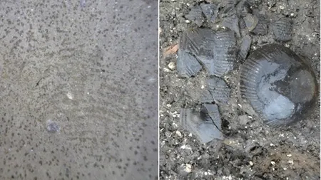 Descoperirea spectaculoasă făcută de arheologii danezi. „Este o semnătură foarte personală