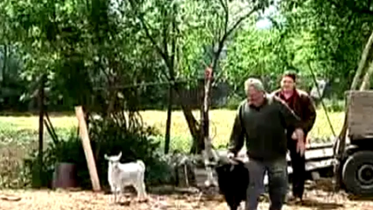 O haită de câini sălbatici a sfâșiat peste 100 de animale în Neamț