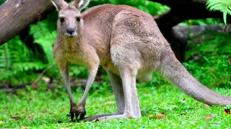 VIDEO. Povestea băiețelului de 7 ani salvat miraculos de către un cangur