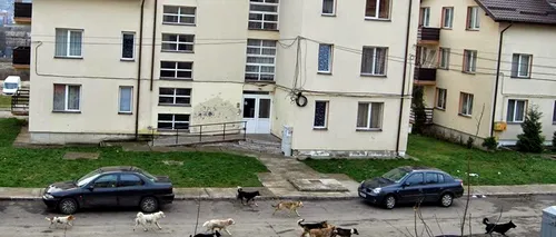 O mie de câini comunitari din Suceava au fost trimiși în Germania. Doar o mie mai sunt pe străzi