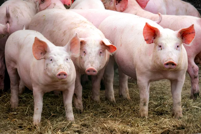 Subvenții noi pentru crescătorii de bovine și porcine. Ce măsuri au fost votate în Parlament