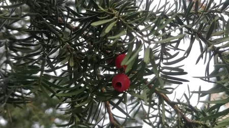 Arbore otrăvitor, în mijlocul unui loc de joacă din Sibiu. Autoritățile refuză să îl taie pentru ca este un monument al naturii