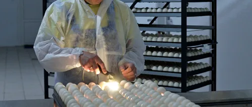 Ouăle contaminate cu insecticid au ajuns în România. Ce este Fipronil-ul și ce efecte medicale severe are dacă e ingerat de om