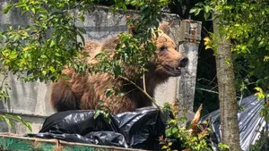 Un urs a fost împușcat în curtea unui spital din Brașov, după ce a intrat în containerul de gunoi. Nu a răspuns la semnalele acustice și luminoase