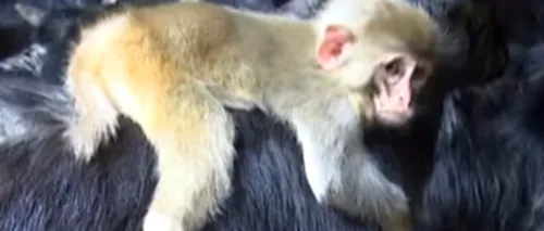 În fiecare seară, această mică maimuță face un lucru care îi impresionează pe toți îngrijitorii de la ZOO. VIDEO