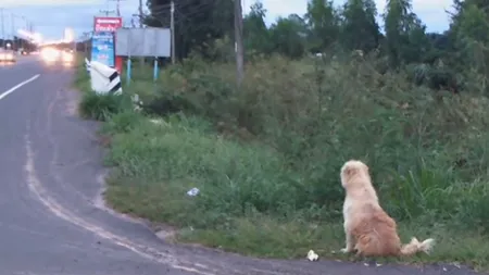 Povestea impresionantă a câinelui care și-a așteptat familia timp de patru ani într-o intersecție. Când l-au regăsit, stăpânii nu l-au mai luat acasă - VIDEO