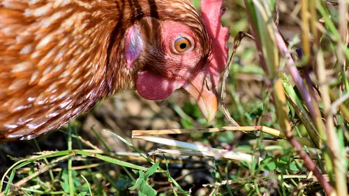 Găinile ouătoare din Slovacia au căzut încă o dată pradă temutului virus aviar H5N8